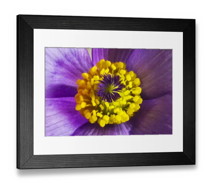 Framed Print : Pasque flower (Pulsatilla vulgaris), at Barnsley Warren near Cirencester, Gloucestershire Framed Print : Pasque flower (Pulsatilla vulgaris), at Barnsley Warren near Cirencester, Gloucestershire