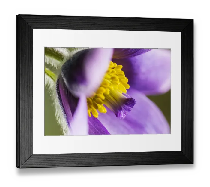 Framed Print : Pasque flower (Pulsatilla vulgaris), at Barnsley Warren near Cirencester, Gloucestershire Framed Print : Pasque flower (Pulsatilla vulgaris), at Barnsley Warren near Cirencester, Gloucestershire