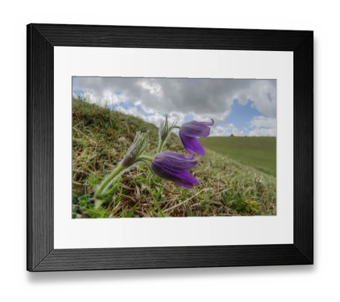 Framed Print : Pasque flower (Pulsatilla vulgaris), at Barnsley Warren near Cirencester, Gloucestershire Framed Print : Pasque flower (Pulsatilla vulgaris), at Barnsley Warren near Cirencester, Gloucestershire