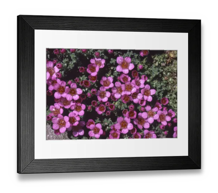 Framed Print : Purple saxifrage (Saxifraga oppositifolia) Cwm Idwal, Snowdonia, Wales, UK Framed Print : Purple saxifrage (Saxifraga oppositifolia) Cwm Idwal, Snowdonia, Wales, UK