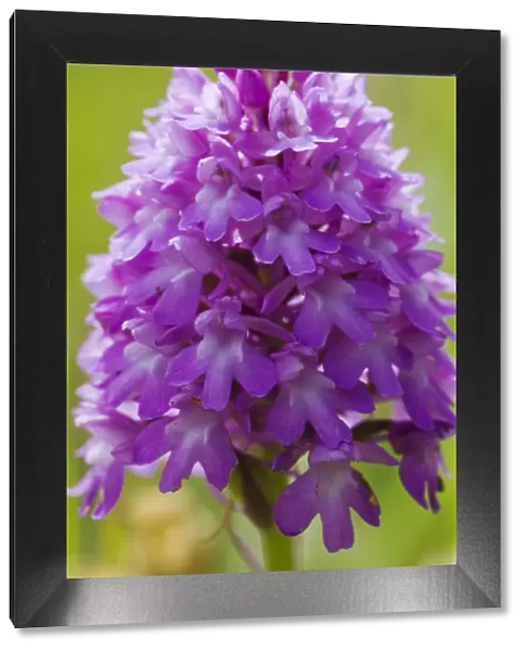 Pyramidal orchid (Anacamptis pyramidalis) flower. UK. June