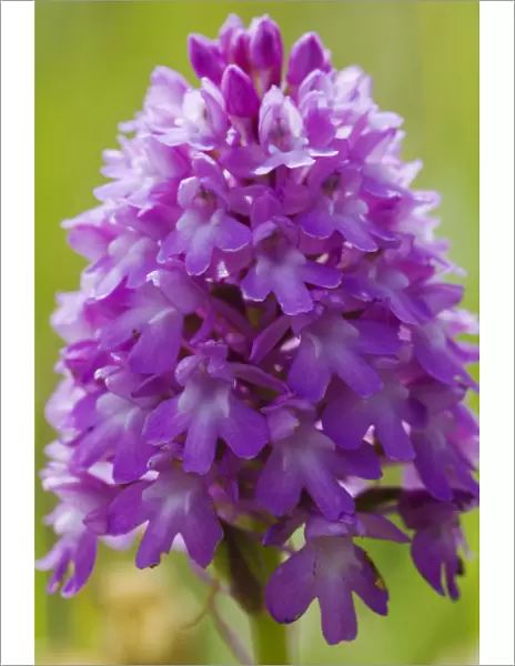 Pyramidal orchid (Anacamptis pyramidalis) flower. UK. June