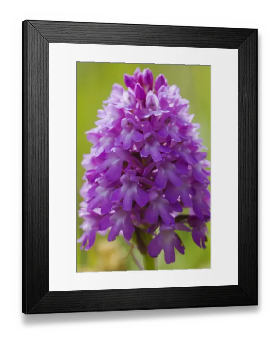 Framed Print : Pyramidal orchid (Anacamptis pyramidalis) flower. UK. June Framed Print : Pyramidal orchid (Anacamptis pyramidalis) flower. UK. June