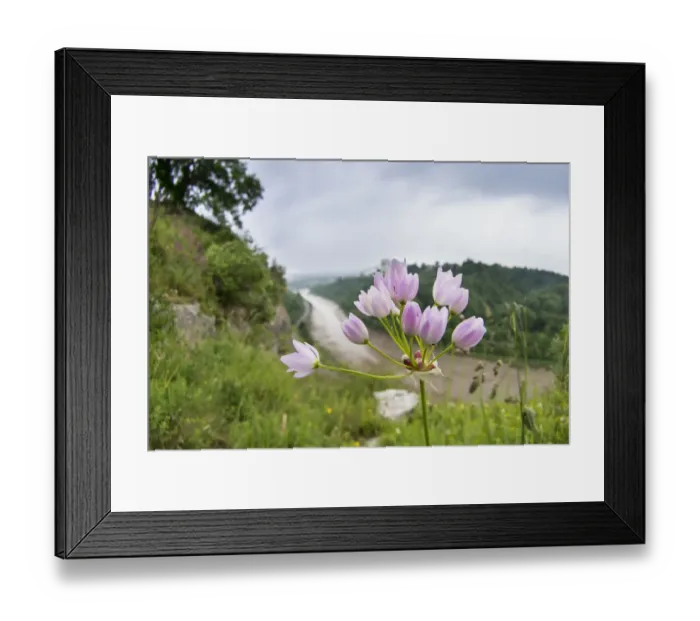 Framed Print : Rosy garlic (Allium roseum) naturalised in the Avon Gorge, Bristol, England, UK, June