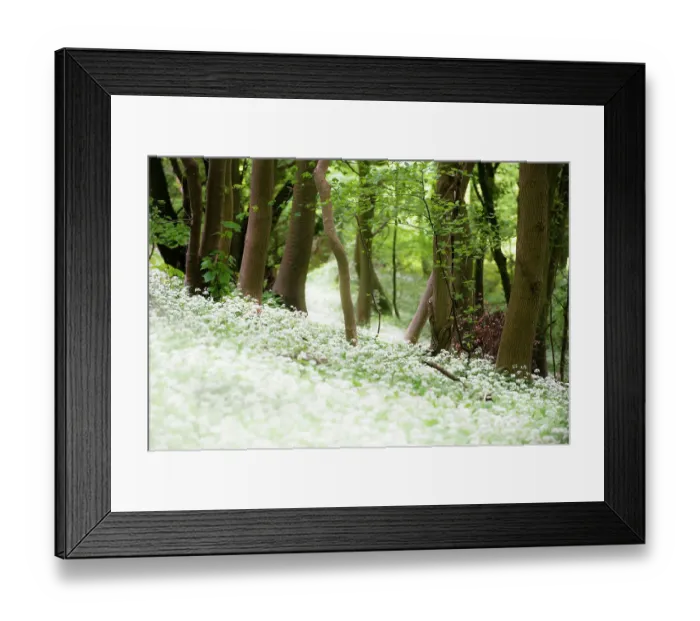 Framed Print : Ramsons or wild garlic (Aliium ursinum) Westridge Woods, Gloucestershire, England, UK, May Framed Print : Ramsons or wild garlic (Aliium ursinum) Westridge Woods, Gloucestershire, England, UK, May