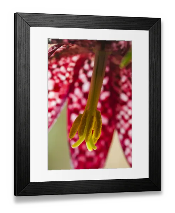 Framed Print : Snakeshead fritillary (Fritillaria meleagris) close up Framed Print : Snakeshead fritillary (Fritillaria meleagris) close up