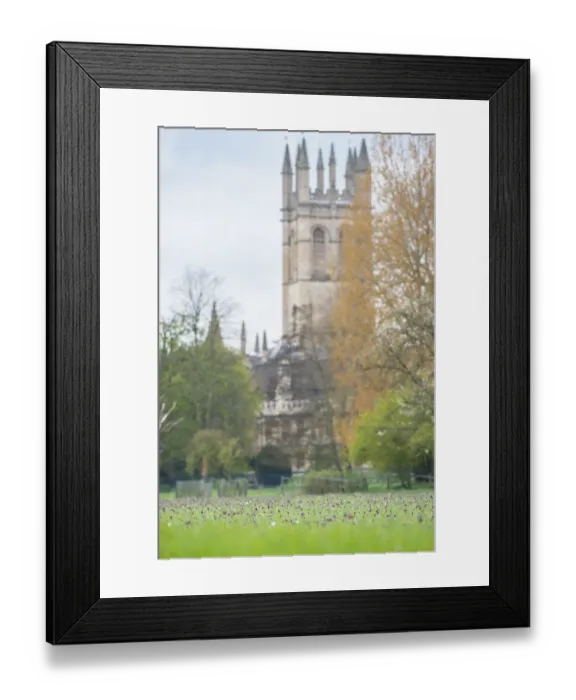 Framed Print : Snakeshead fritillary (Fritillaria meleagris) on the meadow of Magdalen College, Oxford Framed Print : Snakeshead fritillary (Fritillaria meleagris) on the meadow of Magdalen College, Oxford