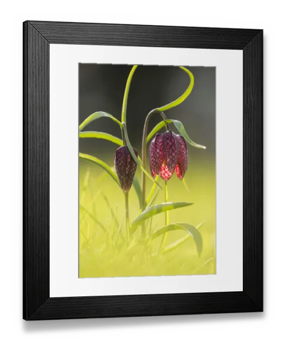 Framed Print : Snakeshead fritillary (Fritillaria meleagris) Clattinger Farm, Wiltshire, England, UK Framed Print : Snakeshead fritillary (Fritillaria meleagris) Clattinger Farm, Wiltshire, England, UK