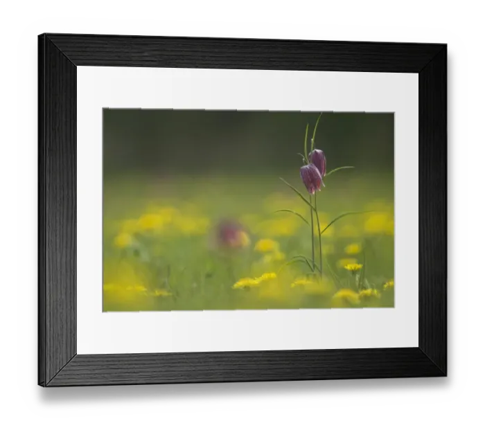 Framed Print : Snakeshead fritillary (Fritillaria meleagris) North Meadow, Cricklade Framed Print : Snakeshead fritillary (Fritillaria meleagris) North Meadow, Cricklade