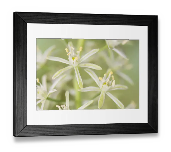 Framed Print : Bath asparagus or spiked star of Bethlehem, (Ornithogalum pyrenaicum) at Cleeve Wood Framed Print : Bath asparagus or spiked star of Bethlehem, (Ornithogalum pyrenaicum) at Cleeve Wood