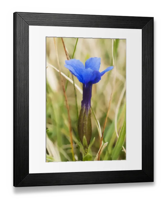 Framed Print : Spring gentian (Gentiana verna) on Widdybank Fell, Upper Teesdale, Pennines Framed Print : Spring gentian (Gentiana verna) on Widdybank Fell, Upper Teesdale, Pennines