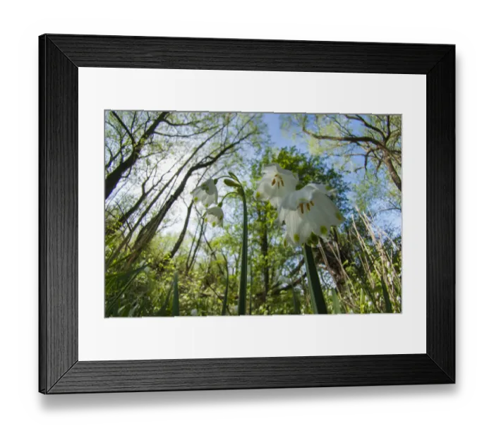 Framed Print : Summer snowflake (Leucojum aestivum), restricted to the Thames Valley Framed Print : Summer snowflake (Leucojum aestivum), restricted to the Thames Valley