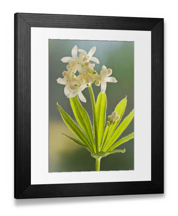 Framed Print : Sweet woodruff (Galium odoratum) a common woodland plant Framed Print : Sweet woodruff (Galium odoratum) a common woodland plant