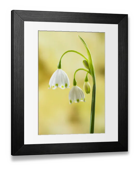 Framed Print : Summer snowflake (Leucojum aestivum), restricted to the Thames Valley Framed Print : Summer snowflake (Leucojum aestivum), restricted to the Thames Valley