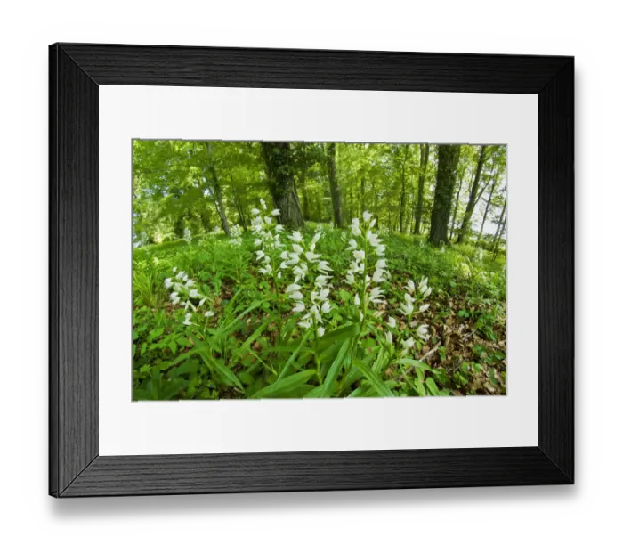 Framed Print : Sword-leaved helleborine (Cephalanthera longifolia) at Chappetts Copse, Hampshire Framed Print : Sword-leaved helleborine (Cephalanthera longifolia) at Chappetts Copse, Hampshire