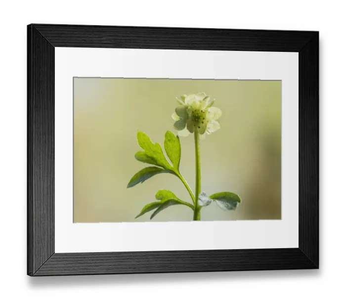 Framed Print : Townhall clock or moschatel (Adoxa moschatellina) Lower Woods, Gloucestershire, England Framed Print : Townhall clock or moschatel (Adoxa moschatellina) Lower Woods, Gloucestershire, England