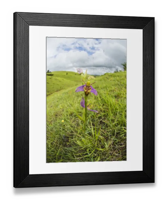 Framed Print : Wasp orchid, (Ophrys apifera var. trollii) growing on Cleeve Hill near Cheltenham Framed Print : Wasp orchid, (Ophrys apifera var. trollii) growing on Cleeve Hill near Cheltenham
