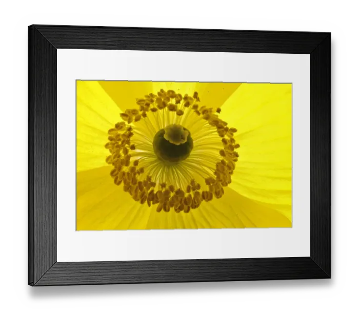 Framed Print : Welsh poppy (Meconopsis cambrica), flower details, Bristol, England, UK, April Framed Print : Welsh poppy (Meconopsis cambrica), flower details, Bristol, England, UK, April