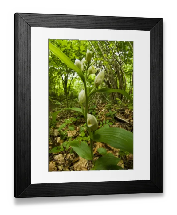 Framed Print : White helleborine (Cephalanthera damasonium) at Buckholt Wood, Gloucestershire, England