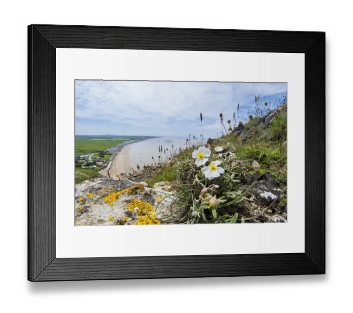Framed Print : White rock-rose (Helianthemum apenninum) a rare plant of a few coastal locations in Devon Framed Print : White rock-rose (Helianthemum apenninum) a rare plant of a few coastal locations in Devon