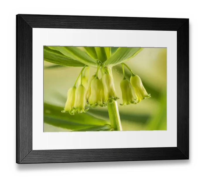 Framed Print : Whorled solomons seal (Polygonatum verticillatum) England, UK, July Framed Print : Whorled solomons seal (Polygonatum verticillatum) England, UK, July