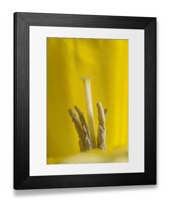 Framed Print : Wild daffodil (Narcissus pseudonarcissus) stamens and stigma Framed Print : Wild daffodil (Narcissus pseudonarcissus) stamens and stigma