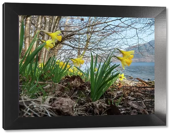 Wild daffodil (Narcissus pseudonarcissus) Bay, Ullswater, Lake District, England, UK