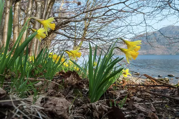 Wild daffodil (Narcissus pseudonarcissus) Bay, Ullswater, Lake District, England, UK