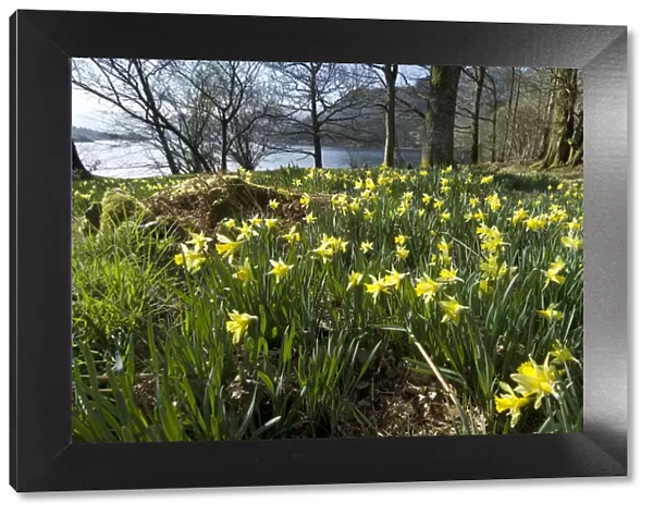 Wild daffodil (Narcissus pseudonarcissus) at Glencoyne Bay, Ullswater, Lake District