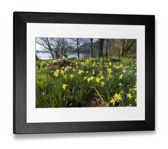 Framed Print : Wild daffodil (Narcissus pseudonarcissus) at Glencoyne Bay, Ullswater, Lake District Framed Print : Wild daffodil (Narcissus pseudonarcissus) at Glencoyne Bay, Ullswater, Lake District