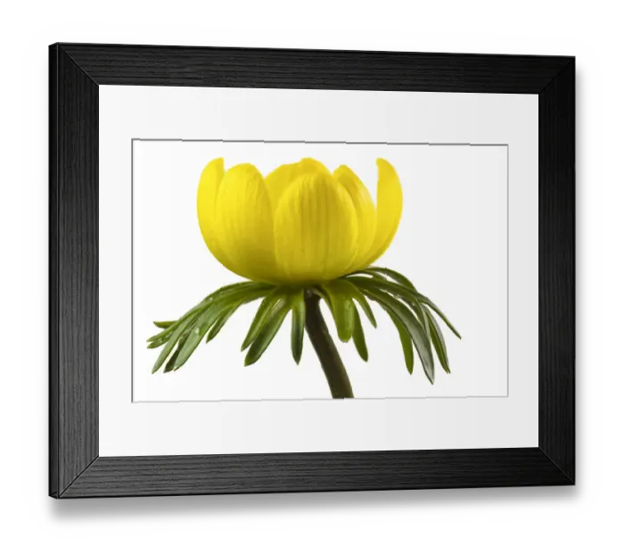 Framed Print : Winter aconite (Eranthis hyemalis) close up with white background Framed Print : Winter aconite (Eranthis hyemalis) close up with white background