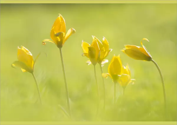 Wild tulip (Tulipa sylvestris) a scarce naturalised plant in the UK