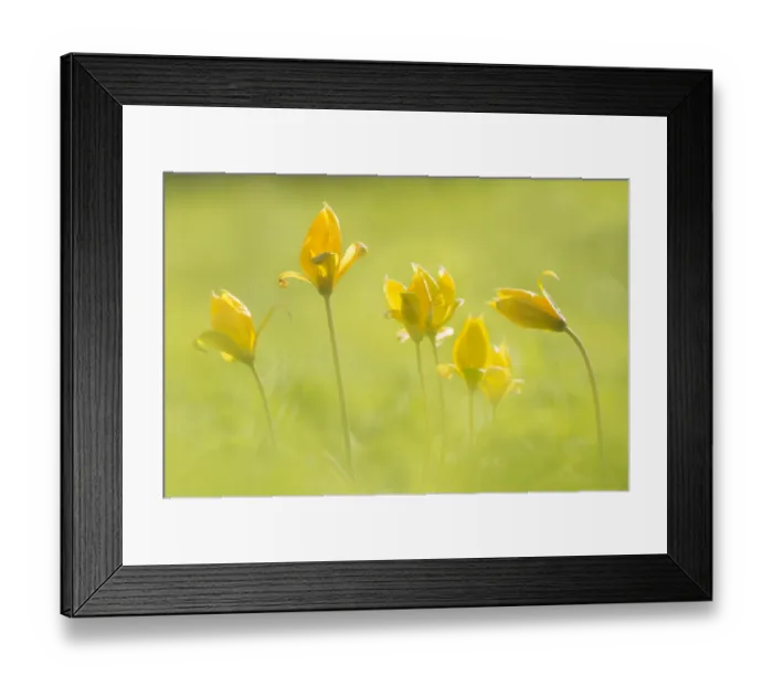 Framed Print : Wild tulip (Tulipa sylvestris) a scarce naturalised plant in the UK Framed Print : Wild tulip (Tulipa sylvestris) a scarce naturalised plant in the UK