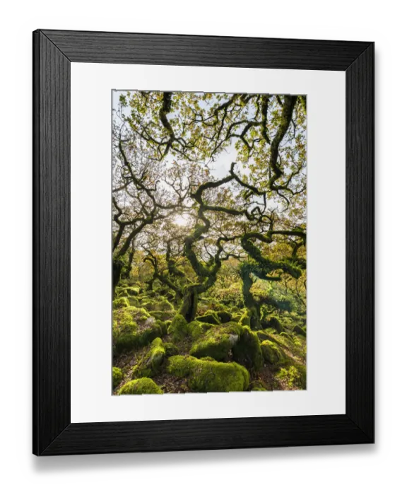 Framed Print : Wistmans Wood, forest of Pedunculate oaks (Quercus robur) on Dartmoor in Devon, England