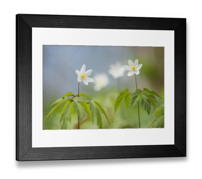 Framed Print : Wood anemone (Anemone nemorosa) Lower Woods, Gloucestershire, England, UK, April