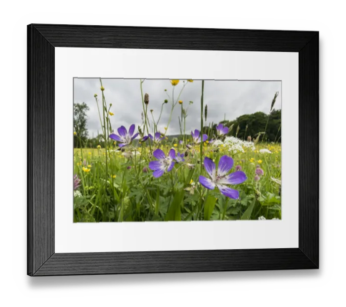 Framed Print : Wood cranesbill (Geranium sylvaticum) growing at Muker Meadows in Swaledale, Yorkshire Framed Print : Wood cranesbill (Geranium sylvaticum) growing at Muker Meadows in Swaledale, Yorkshire