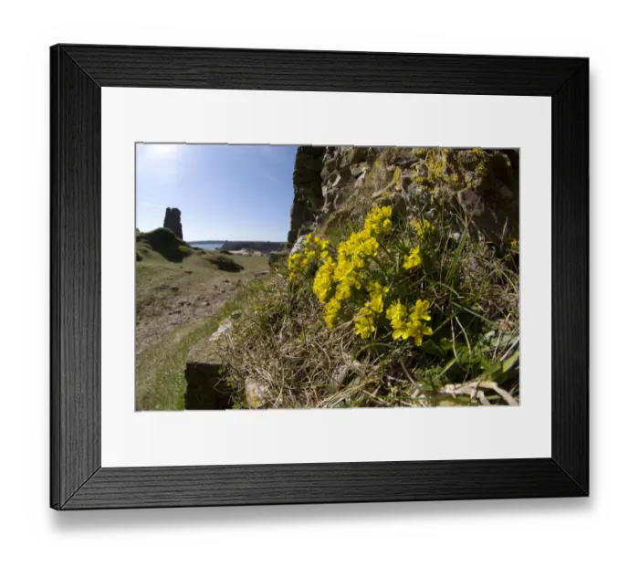 Framed Print : Yellow whitlow grass (Draba aizoides) growing at Pennard Castle, South Wales, UK. March Framed Print : Yellow whitlow grass (Draba aizoides) growing at Pennard Castle, South Wales, UK. March
