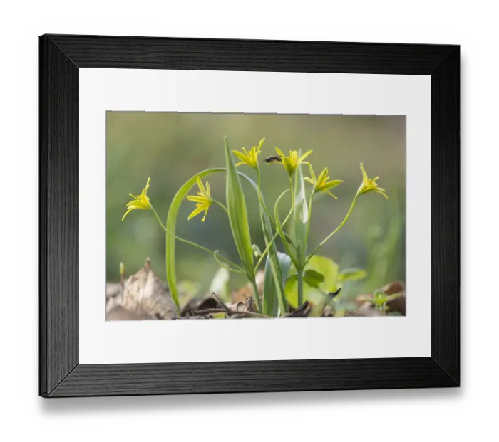 Framed Print : Yellow star of Bethlehem (Gagea lutea) in woodlands of th Schonbrunn Palace in Vienna Framed Print : Yellow star of Bethlehem (Gagea lutea) in woodlands of th Schonbrunn Palace in Vienna