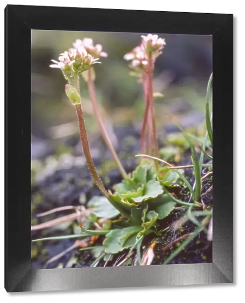 Alpine saxifrage (Saxifraga nivalis) a rare plant of high mountains. UK