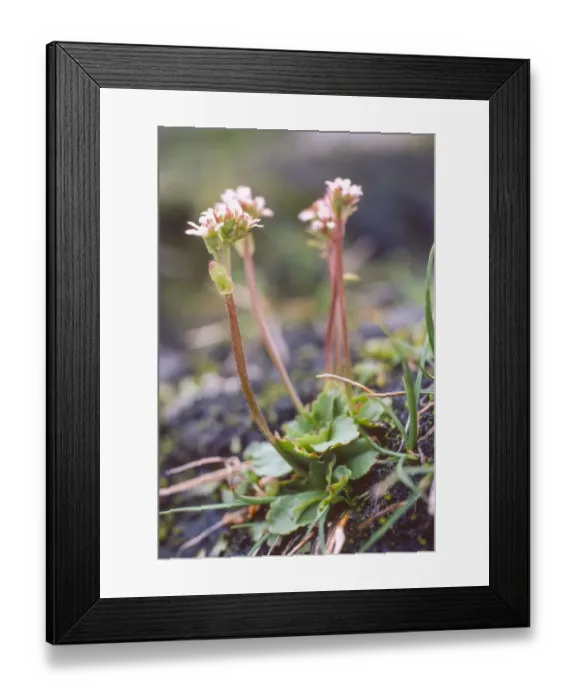 Framed Print : Alpine saxifrage (Saxifraga nivalis) a rare plant of high mountains. UK
