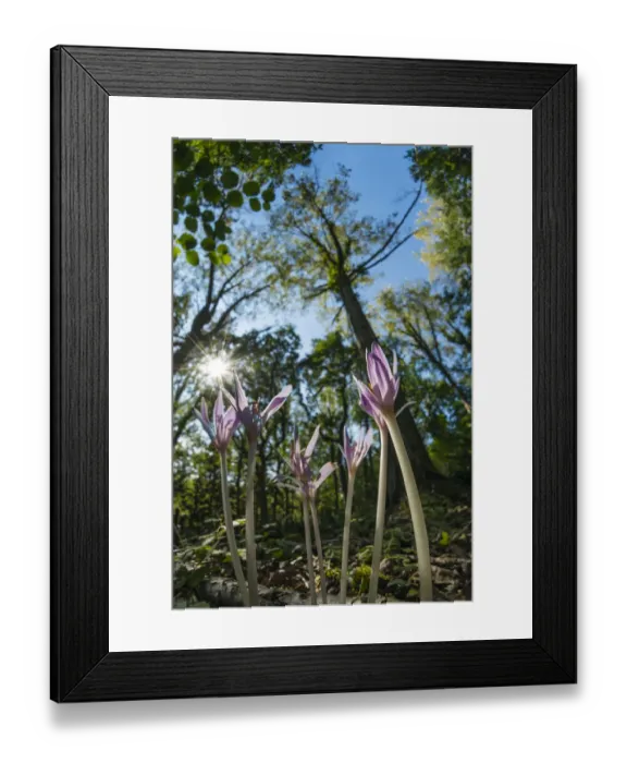 Framed Print : Autumn crocus or meadow saffron (Colchicum autumnalis) in Lower Woods, Gloucestershire