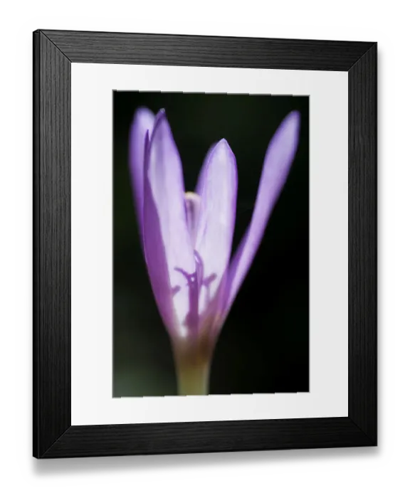 Framed Print : Autumn crocus or meadow saffron (Colchicum autumnalis) in Lower Woods, Gloucestershire Framed Print : Autumn crocus or meadow saffron (Colchicum autumnalis) in Lower Woods, Gloucestershire