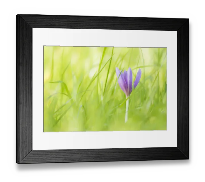 Framed Print : Autumn crocus or meadow saffron (Colchicum autumnalis) in Eades Meadow, Worcestershire Framed Print : Autumn crocus or meadow saffron (Colchicum autumnalis) in Eades Meadow, Worcestershire
