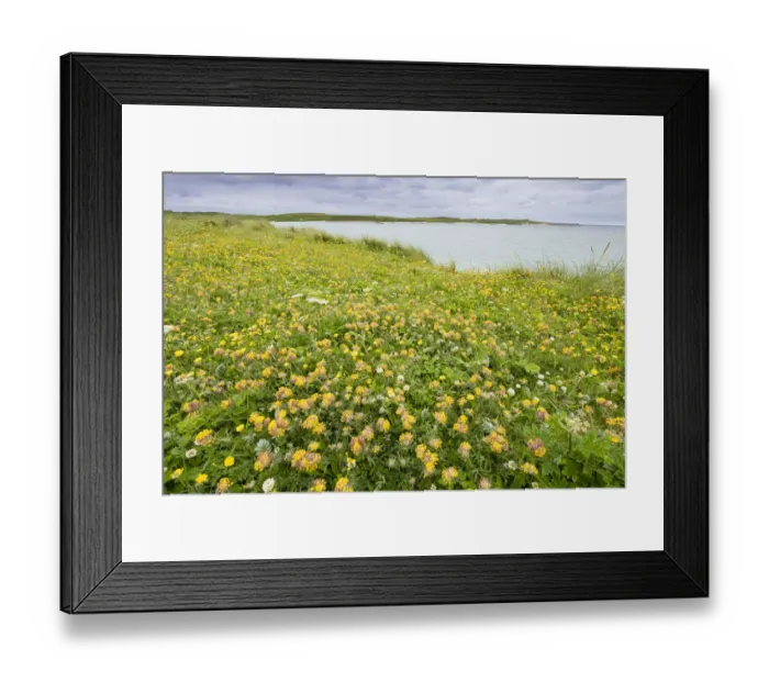 Framed Print : Kidney vetch (Anthyllis vulneraria) flowering on machair grassland at Balranald RSPB Framed Print : Kidney vetch (Anthyllis vulneraria) flowering on machair grassland at Balranald RSPB