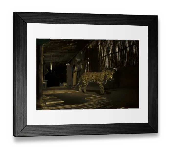 Framed Print : Leopard (Panthera pardus) in city at night, Mumbai, India. December 2018 Framed Print : Leopard (Panthera pardus) in city at night, Mumbai, India. December 2018
