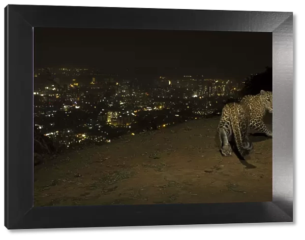 Leopard (Panthera pardus) at night with city lights behind, Mumbai, India. November 2018