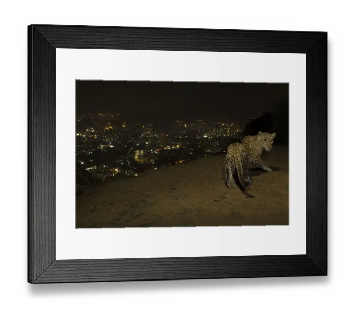 Framed Print : Leopard (Panthera pardus) at night with city lights behind, Mumbai, India. November 2018 Framed Print : Leopard (Panthera pardus) at night with city lights behind, Mumbai, India. November 2018