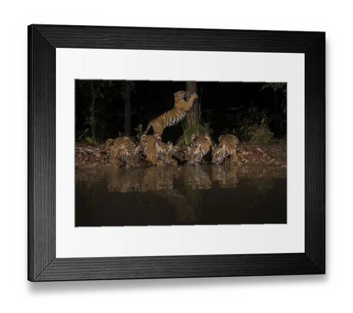 Framed Print : Tigress (Panthera tigris tigris) with her four cubs from Chandrapur district Framed Print : Tigress (Panthera tigris tigris) with her four cubs from Chandrapur district