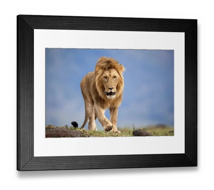 Framed Print : Lion (Panthera leo) male walking. Masai Mara National Reserve, Kenya Framed Print : Lion (Panthera leo) male walking. Masai Mara National Reserve, Kenya