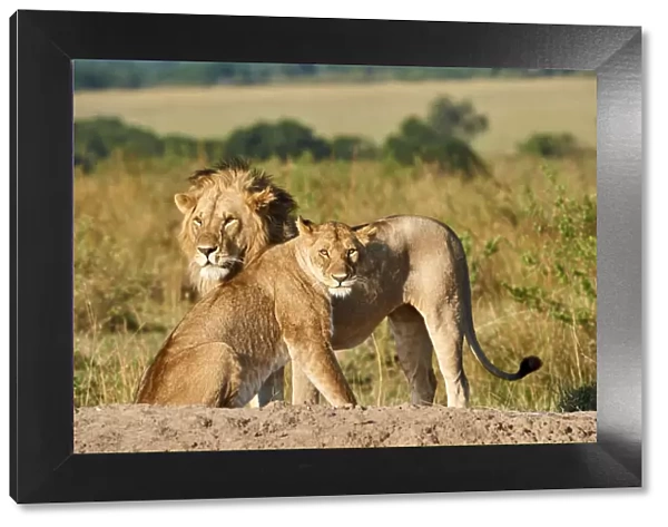 African lion (Panthera leo) and lioness after mating, Masai Mara National Reserve, Kenya
